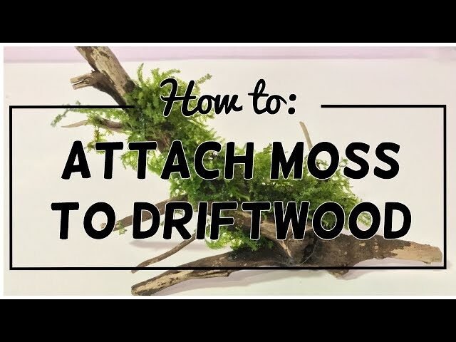 p2413 youtube thumbnail