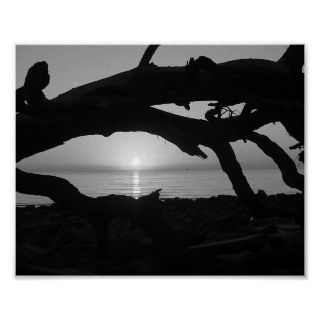 sunrise at driftwood beach black and white poster rf237b1c6f47340fda8e9485f1abe3334 wv8 8byvr 630