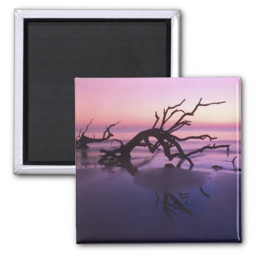 GA Jekyll Island, Tree graveyard on beach at Magnet