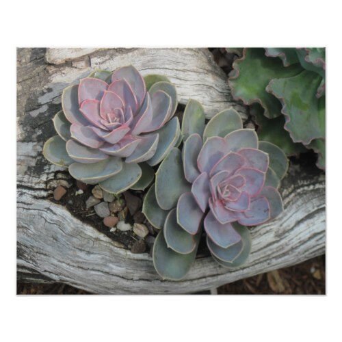 Echeveria Succulent Poster