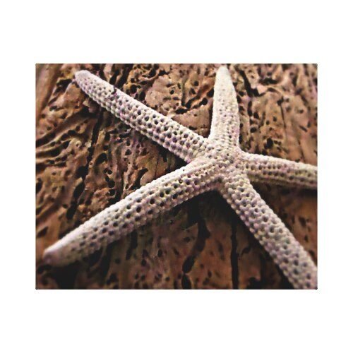 Starfish on Driftwood Canvas Print