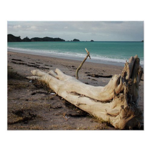 beach driftwood photo art poster