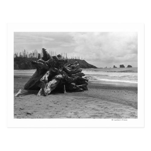 La Push, WA Ocean Beach Scene of Driftwood Postcard