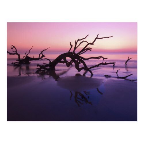 GA Jekyll Island, Tree graveyard on beach at Postcard