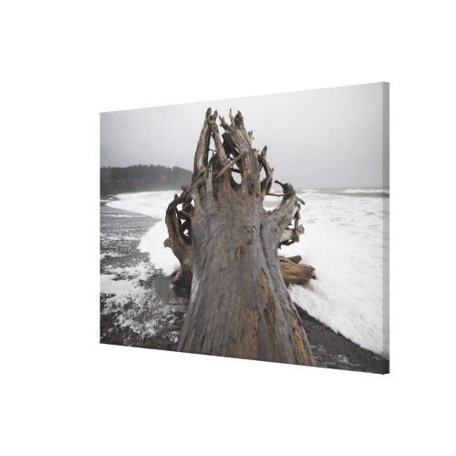 A giant tree, come ashore as driftwood, on First Canvas Print