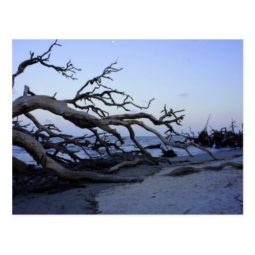 Driftwood Beach Postcard