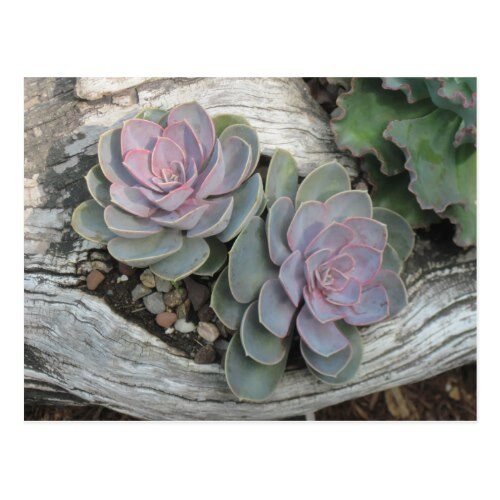 Echeveria Succulent Postcard