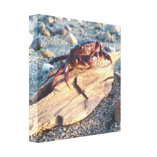 Crab on Driftwood Canvas Print