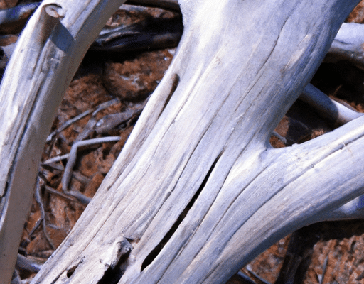 what does driftwood smell like