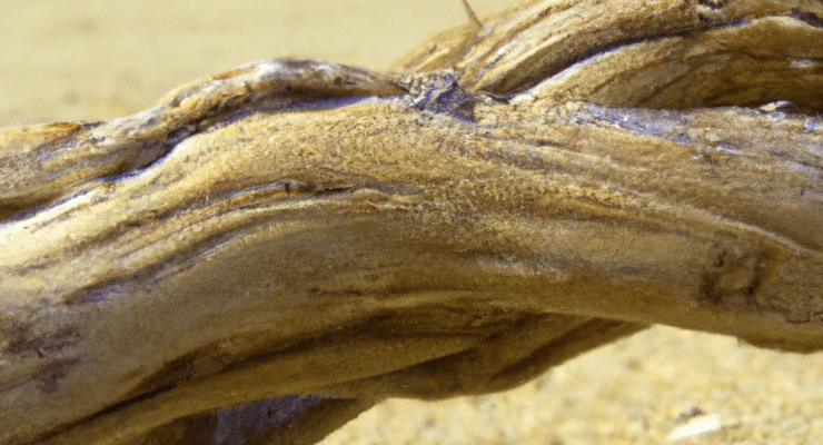 can driftwood go bad 2