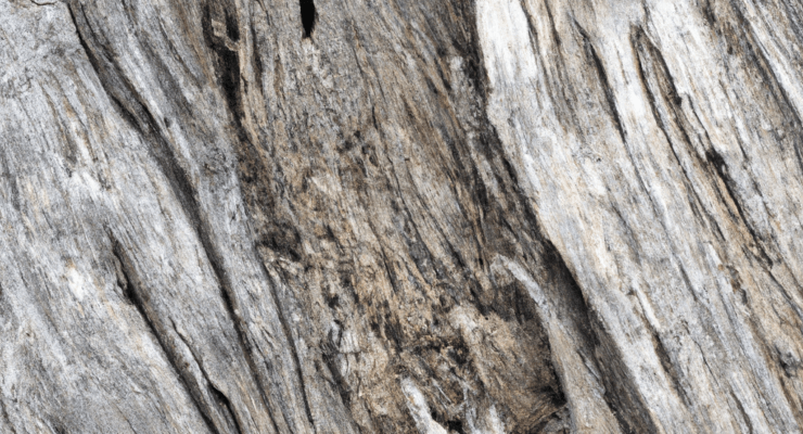 can driftwood have woodworm 2