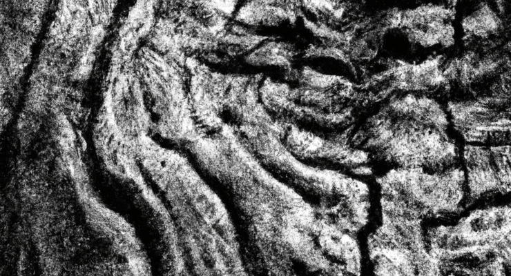 can driftwood mold 2