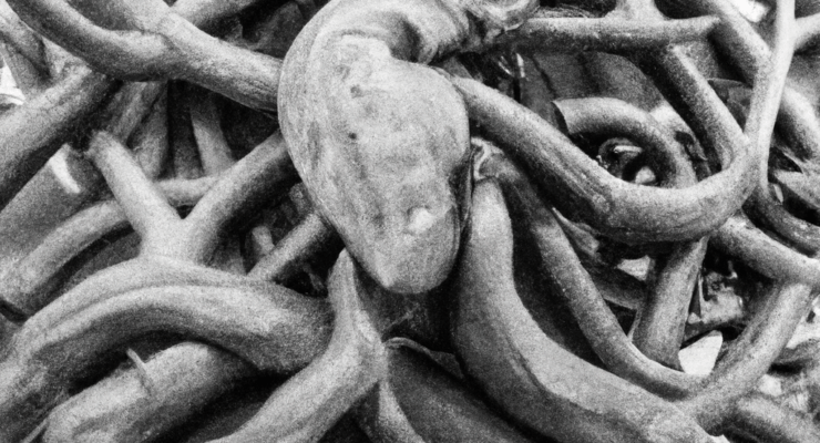 create an incredible standalone fine art sculpture from driftwood step by step guide 2