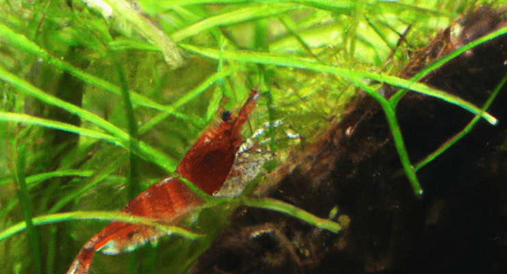 do cherry shrimp eat driftwood fungus 2