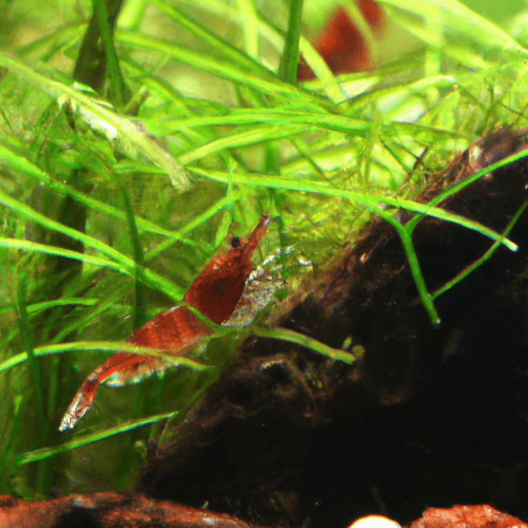 do cherry shrimp eat driftwood fungus 2