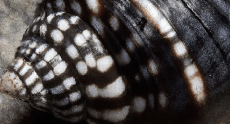 do nerite snails eat driftwood 2