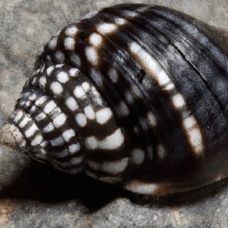 do nerite snails eat driftwood 2