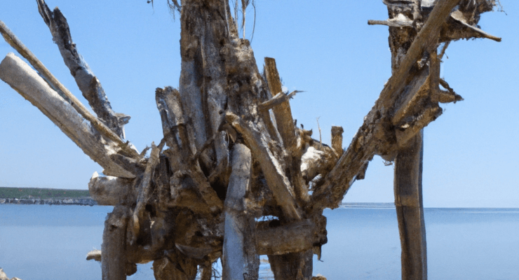 finding minnesota driftwood art 2