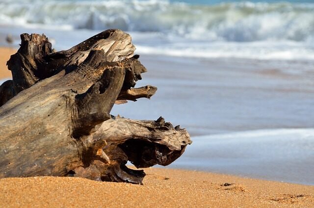 driftwood, beach, ocean