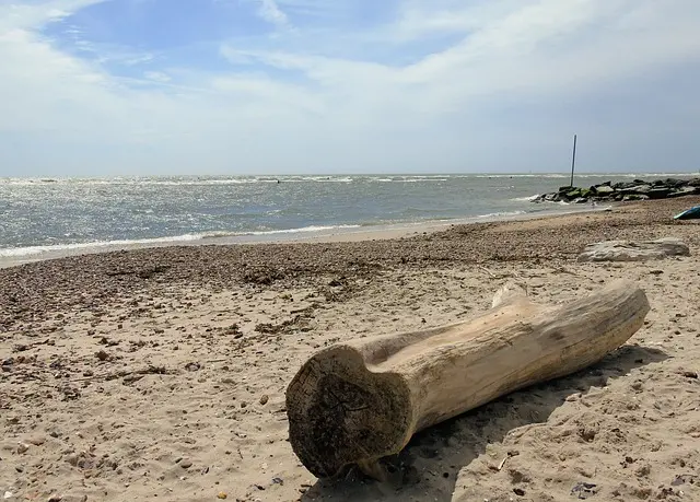 beach, driftwood, nature