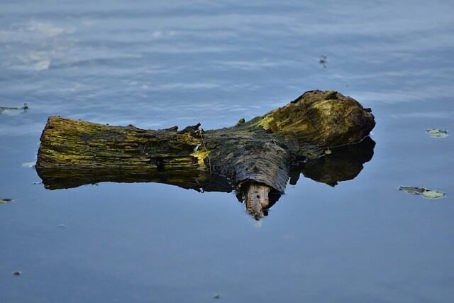 water, lake, driftwood