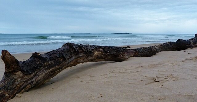 beach, driftwood, sand