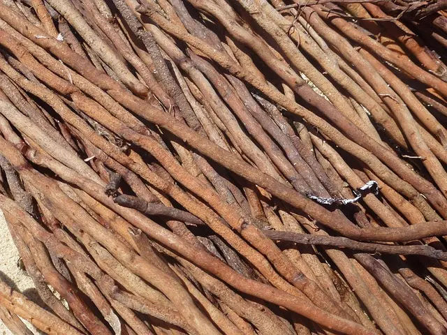 wood, root, driftwood