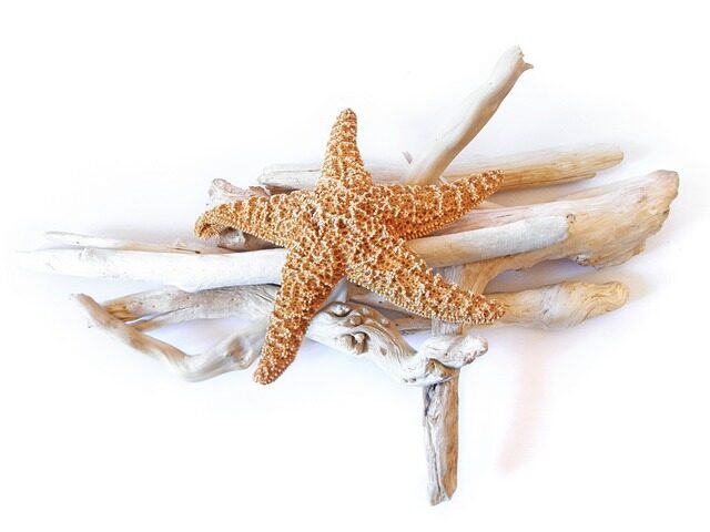 starfish, dried, driftwood