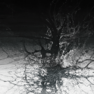 interface driftwood