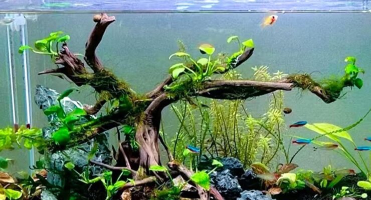 kathson aquarium driftwood review