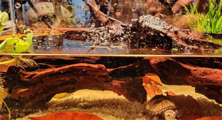 kathson driftwood aquarium decor review