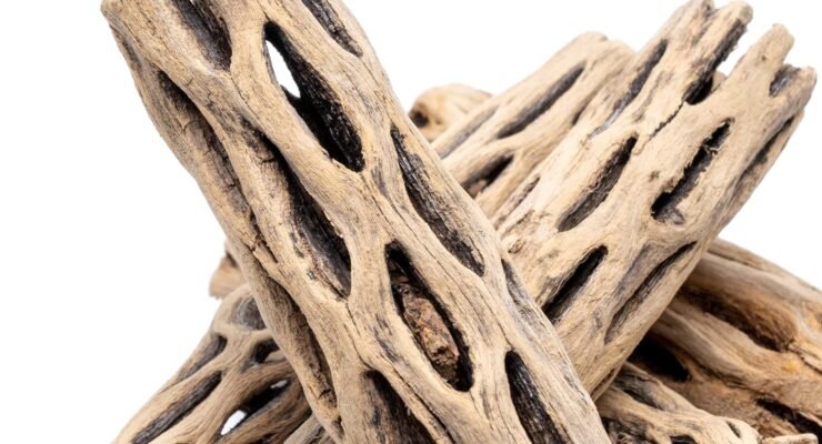 substratesource cholla wood logs review