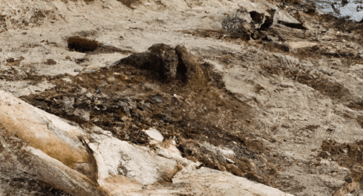 does driftwood affect fish 2