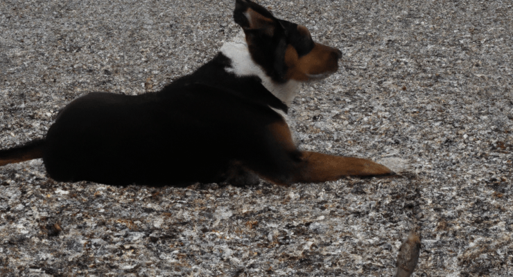 does driftwood beach allow dogs 2