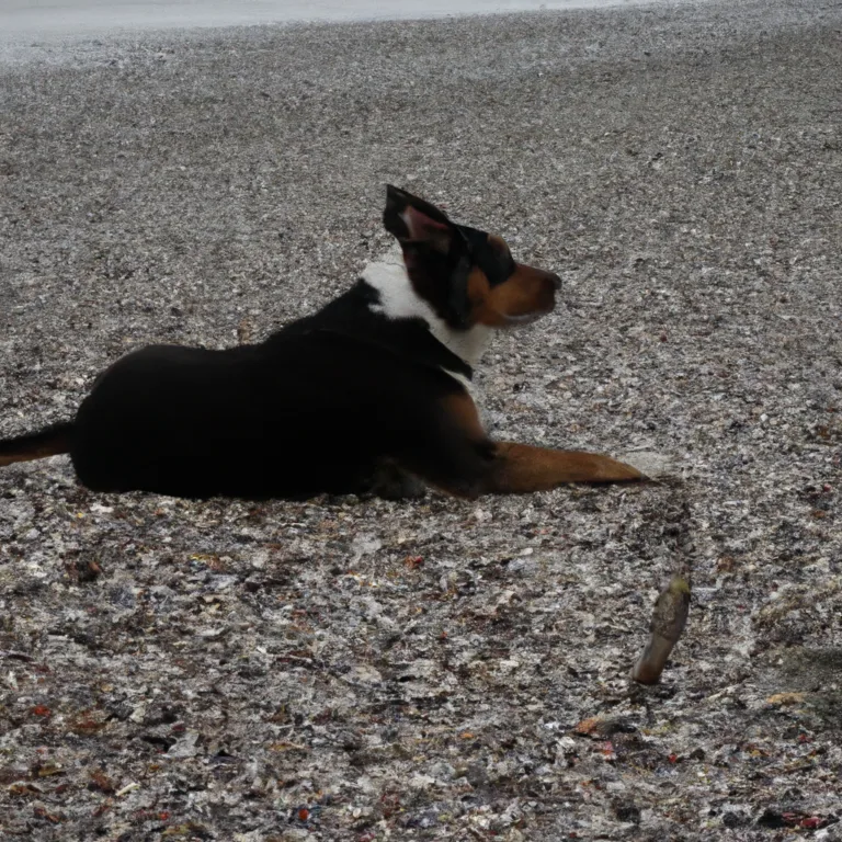 does driftwood beach allow dogs 2