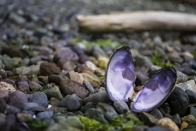 mussel, ocean, pacific