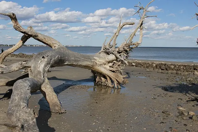 driftwood, nature, sky