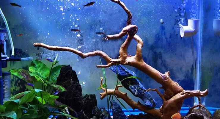 hamiledyi driftwood review