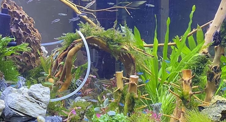 kathson aquarium driftwood branches review