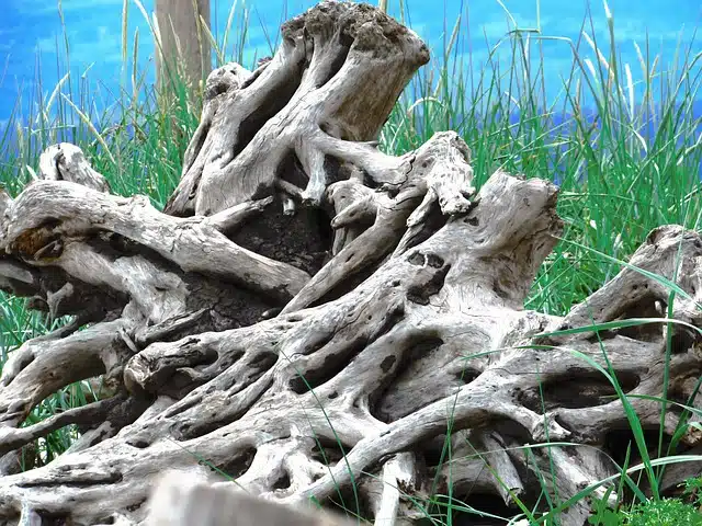 driftwood, coast, beach