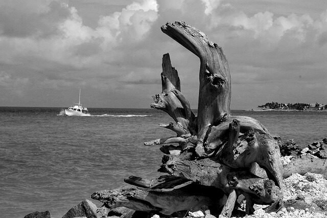 driftwood, landscape, wood