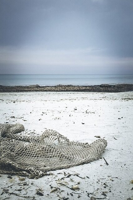 beach, driftwood, web