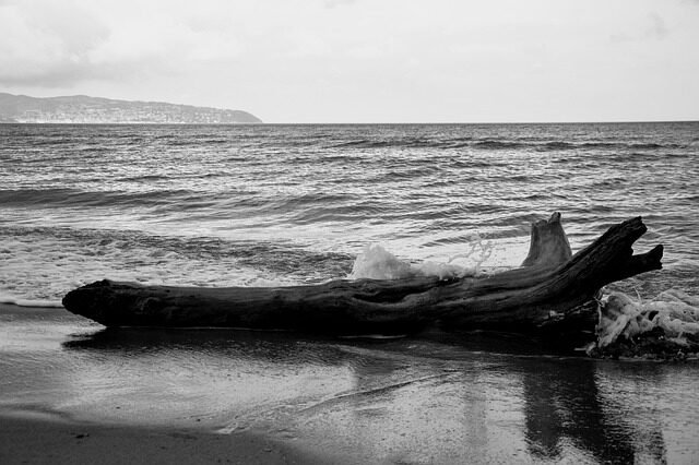 sea, driftwood, black and white