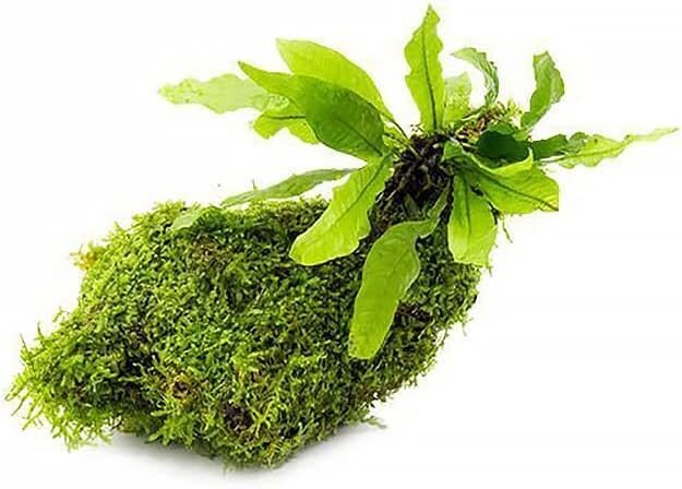 SubstrateSource Live Aquarium Plants on Driftwood, Lava Rock, Moss, Fiber Mat - Freshwater Fish Tanks - Easy, Beginner Friendly (Java Fern with Moss, Driftwood (Medium)) SubstrateSource Live Aquarium Plants on Driftwood, Lava Rock, Moss, Fiber Mat - Freshwater Fish Tanks - Easy, Beginner Friendly (Java Fern with Moss, Driftwood (Medium))