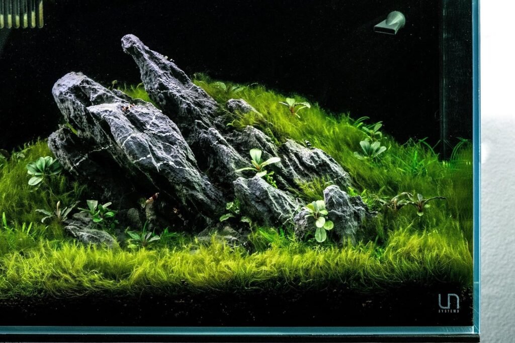SubstrateSource Live Aquarium Plants on Driftwood, Lava Rock, Moss, Fiber Mat - Freshwater Fish Tanks - Easy, Beginner Friendly (Java Fern with Moss, Driftwood (Medium)) SubstrateSource Live Aquarium Plants on Driftwood, Lava Rock, Moss, Fiber Mat - Freshwater Fish Tanks - Easy, Beginner Friendly (Java Fern with Moss, Driftwood (Medium))