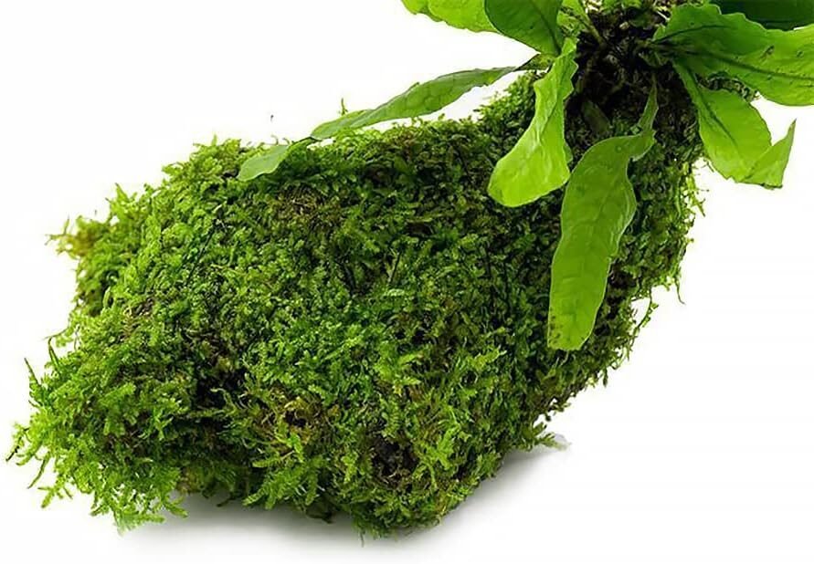 SubstrateSource Live Aquarium Plants on Driftwood, Lava Rock, Moss, Fiber Mat - Freshwater Fish Tanks - Easy, Beginner Friendly (Java Fern with Moss, Driftwood (Medium)) SubstrateSource Live Aquarium Plants on Driftwood, Lava Rock, Moss, Fiber Mat - Freshwater Fish Tanks - Easy, Beginner Friendly (Java Fern with Moss, Driftwood (Medium))