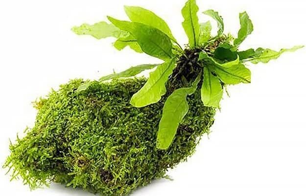 substratesource live aquarium plants on driftwood review