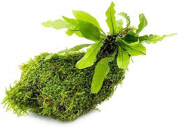 substratesource live aquarium plants on driftwood review