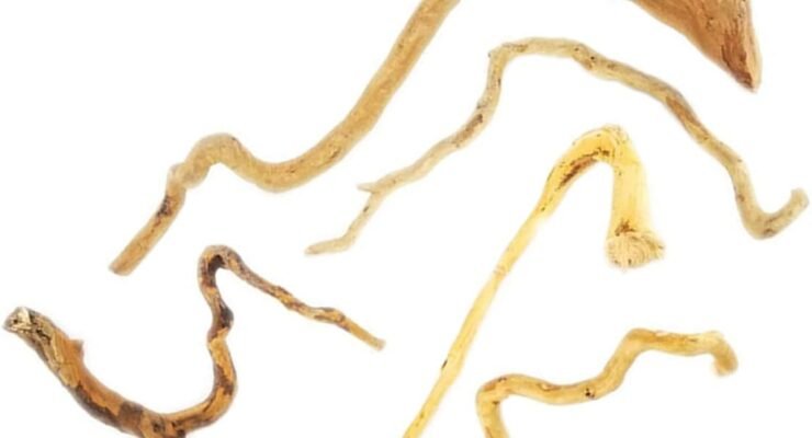 balacoo 5pcs root natural branches branch for underwater stump wood color tank ornament plant rhododendron accessories d 6