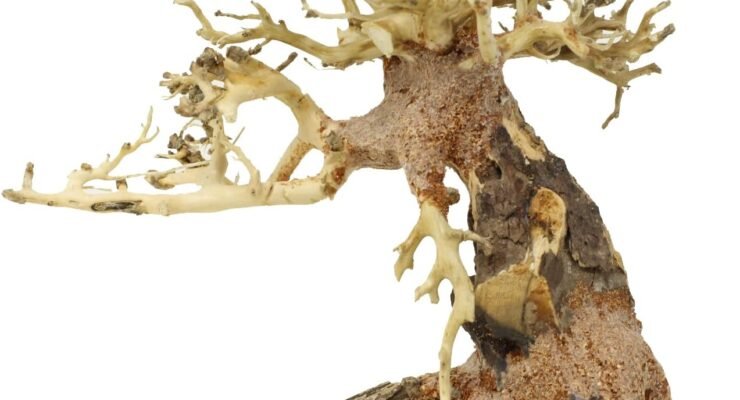 bonsai driftwood aquarium tree tt8 random pick review
